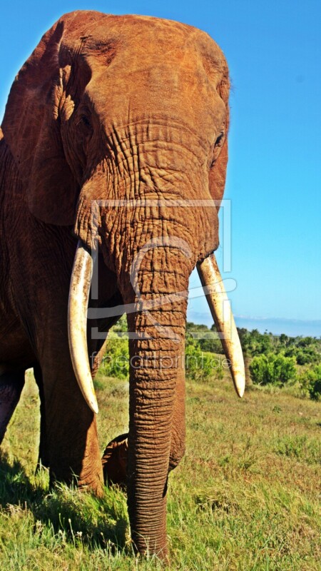 frei w&auml;hlbarer Bildausschnitt f&uuml;r Ihr Bild auf Kissen