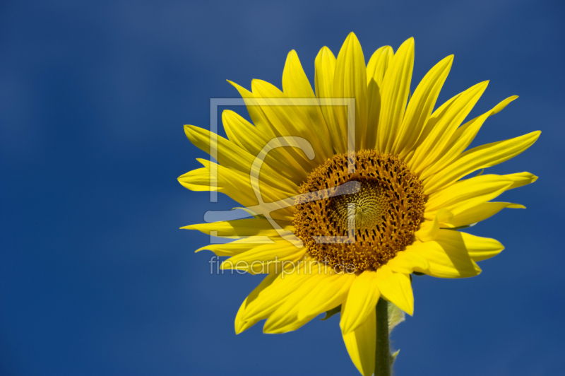 frei w&auml;hlbarer Bildausschnitt f&uuml;r Ihr Bild auf Kissen