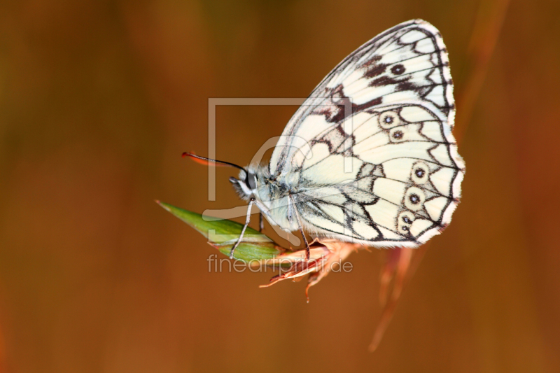 frei w&auml;hlbarer Bildausschnitt f&uuml;r Ihr Bild auf Kissen