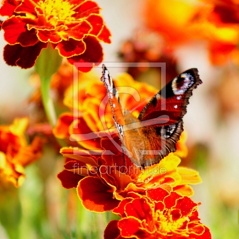 frei wählbarer Bildausschnitt für Ihr Bild auf Kissen