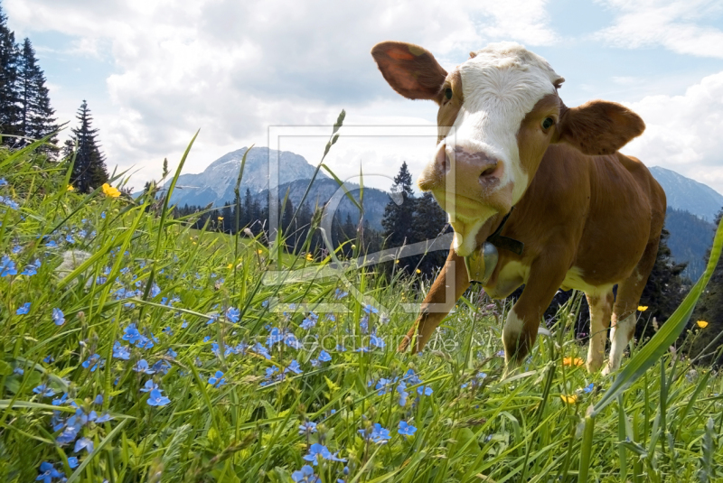 frei wählbarer Bildausschnitt für Ihr Bild auf Kissen