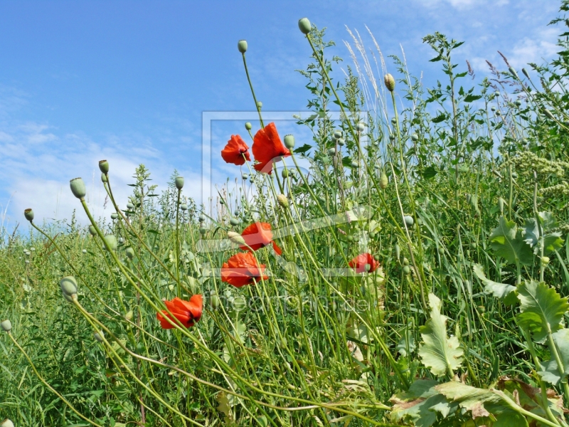 frei wählbarer Bildausschnitt für Ihr Bild auf Kissen