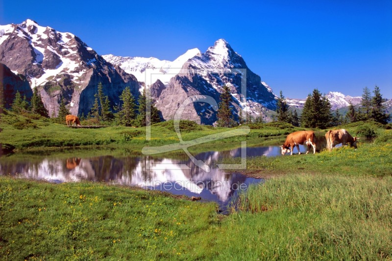 frei wählbarer Bildausschnitt für Ihr Bild auf Kissen