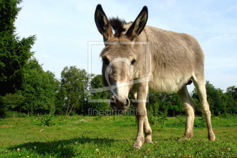 frei wählbarer Bildausschnitt für Ihr Bild auf Kissen