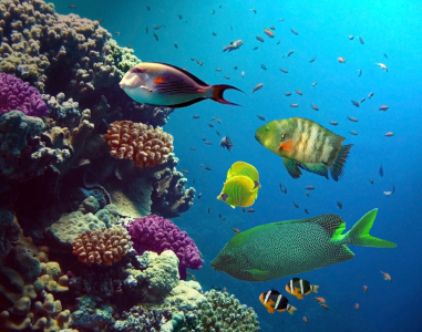 Bild-Nr: 9836554 Neulich am Riff ... Erstellt von: Tina Melz