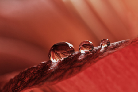 Bild-Nr: 9862702 Trio in Rot Erstellt von: lightart