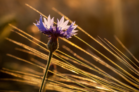 Bild-Nr: 11428030 Kornblume Erstellt von: bk-foto82