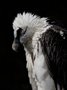 Bild-Nr: 11438011 Bartgeier im Profil Erstellt von: Martin Schütze