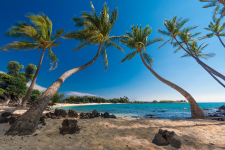 Bild-Nr: 11935452 Palmen am Strand auf Big Island - Hawaii Erstellt von: orxy