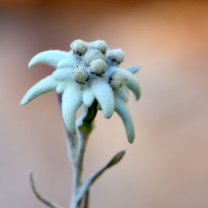 Bild-Nr: 12115151 Edelweiss Erstellt von: GUGIGEI