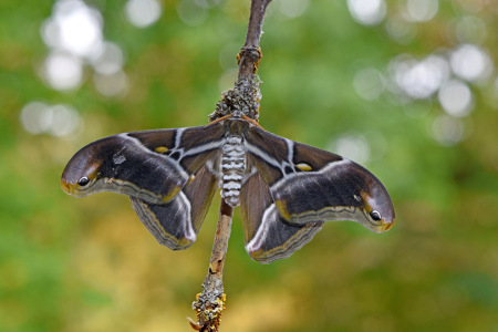 Bild-Nr: 12761051 Götterbaumspinner Erstellt von: GUGIGEI