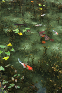 Bild-Nr: 12879499 Bunte Koi in Japan Erstellt von: eyetronic