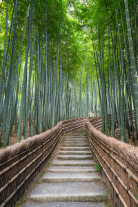 Bild-Nr: 12879778 Pfad durch den Bambuswald Erstellt von: eyetronic