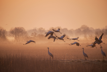 Bild-Nr: 12883583 Zauberhafter Sonnenaufgang im Nebel Erstellt von: Tanja Riedel