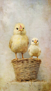 Bild-Nr: 12886568 Wo sind die Eier KI Erstellt von: Heike  Hultsch