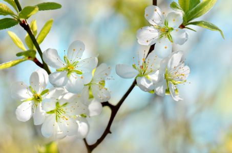 Bild-Nr: 12896795 Frühling Erstellt von: Atteloi