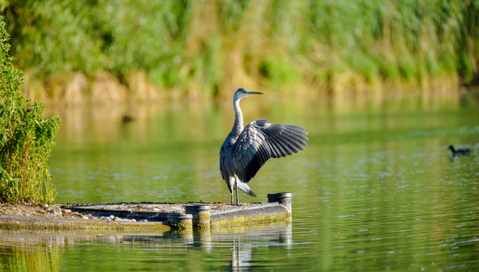 Bild-Nr: 12898398 An der Donau Erstellt von: Gregor Handy