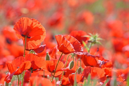 Bild-Nr: 12898950 Klatschmohn Erstellt von: GUGIGEI