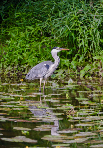 Bild-Nr: 12904809 Graureiher Erstellt von: Gregor Handy