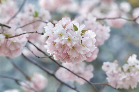 Bild-Nr: 12922751 Kirschblüte Erstellt von: Atteloi