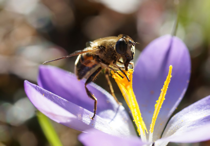 Bild-Nr: 10862700 Krokusdrink Erstellt von: youhaveadream