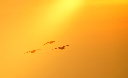 Bild-Nr: 11421728 flying birds Erstellt von: KundenNr-281854