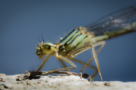 Bild-Nr: 11547610 Hufeisenazurjungfer Erstellt von: Richard-Young