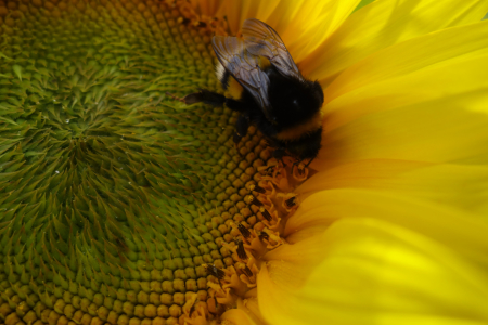Bild-Nr: 11574700 Sonnenblume Erstellt von: LiaF