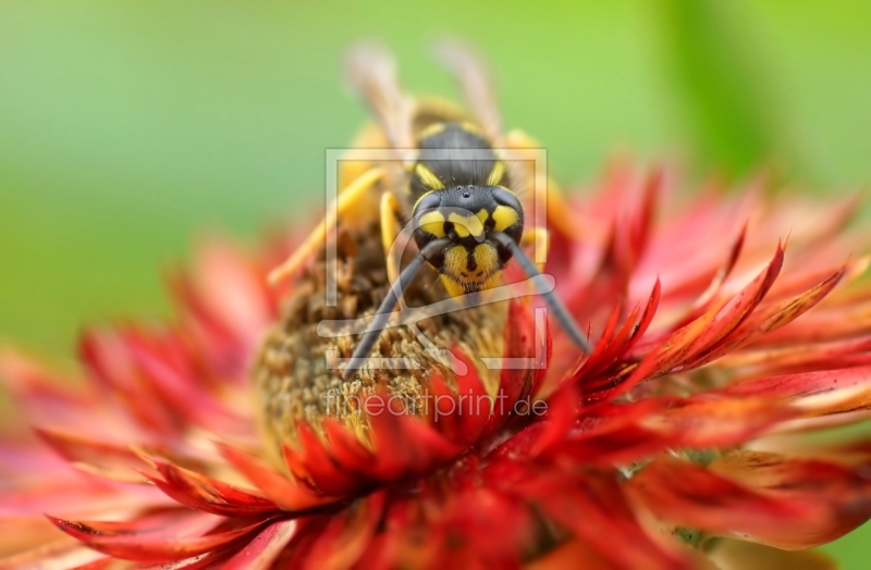 frei w&auml;hlbarer Bildausschnitt f&uuml;r Ihr Bild auf Label