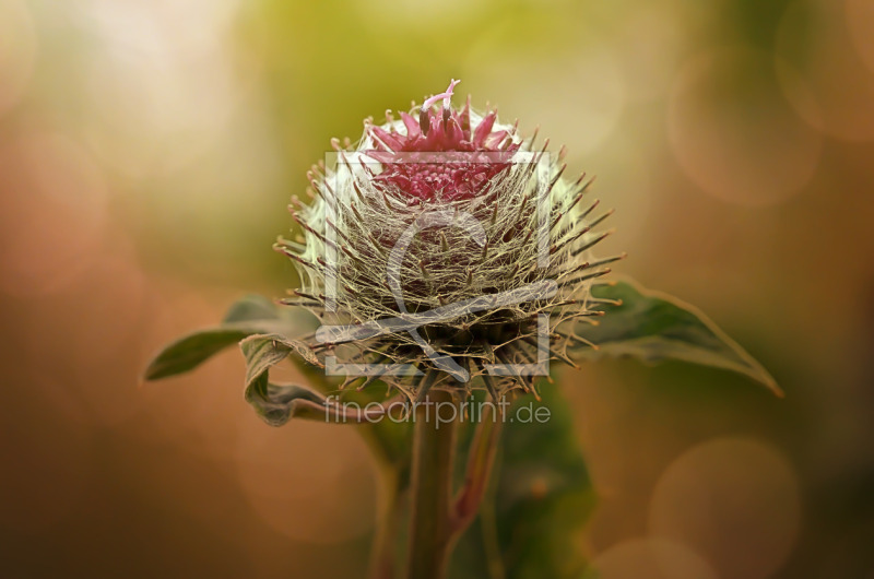 frei w&auml;hlbarer Bildausschnitt f&uuml;r Ihr Bild auf Label