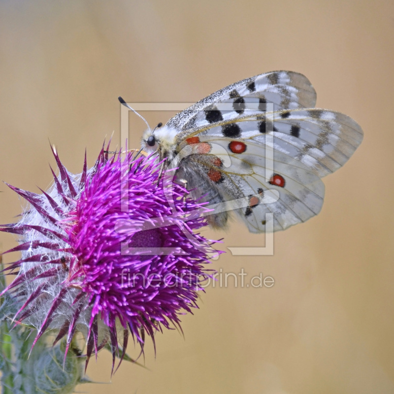 frei wählbarer Bildausschnitt für Ihr Bild auf Label