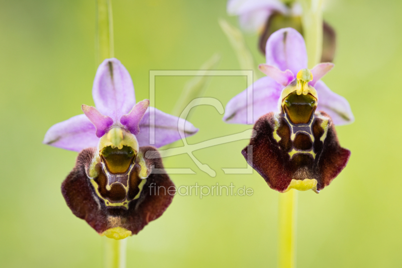 frei w&auml;hlbarer Bildausschnitt f&uuml;r Ihr Bild auf Label