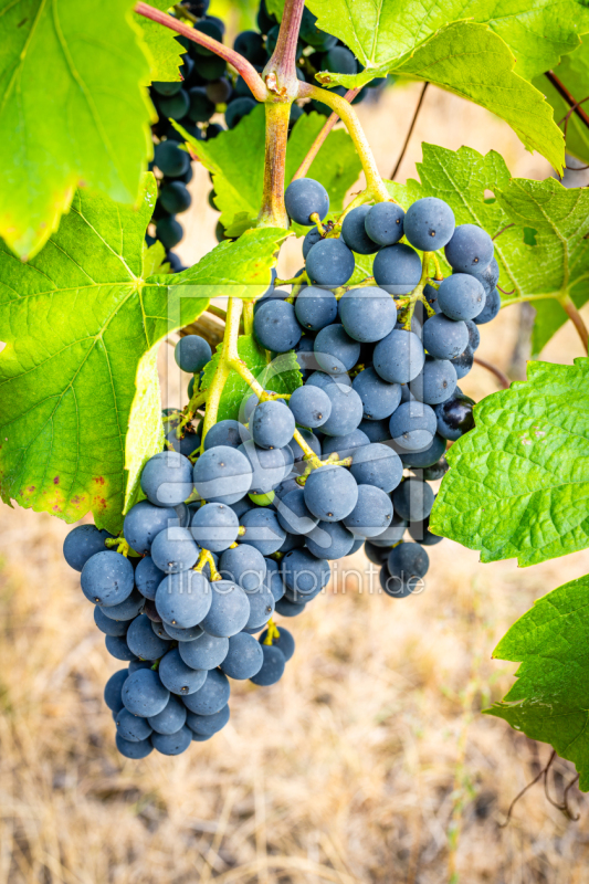 frei wählbarer Bildausschnitt für Ihr Bild auf Label