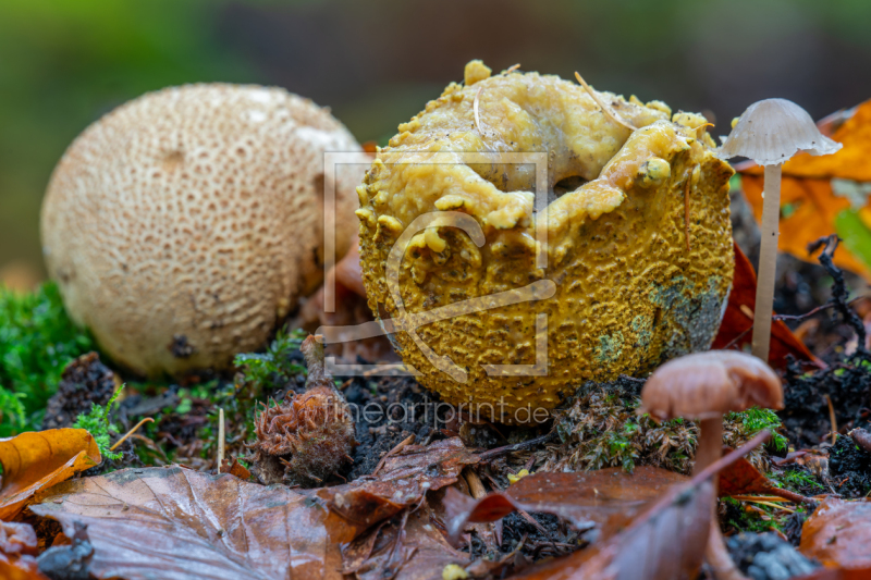 frei w&auml;hlbarer Bildausschnitt f&uuml;r Ihr Bild auf Label