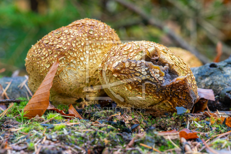 frei w&auml;hlbarer Bildausschnitt f&uuml;r Ihr Bild auf Label