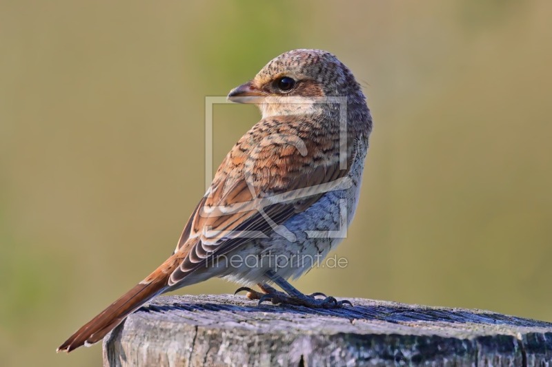 frei w&auml;hlbarer Bildausschnitt f&uuml;r Ihr Bild auf Label