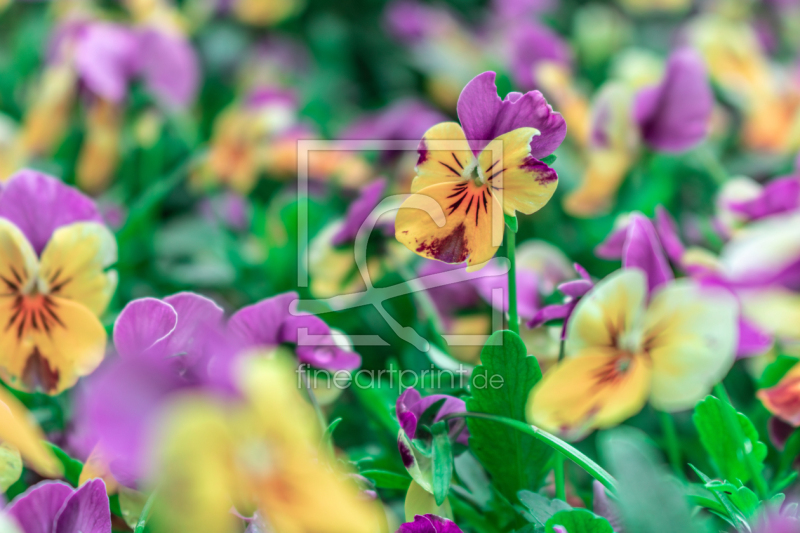 frei wählbarer Bildausschnitt für Ihr Bild auf Label