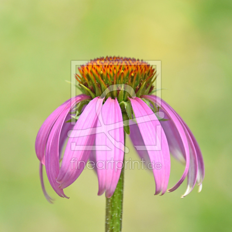 frei w&auml;hlbarer Bildausschnitt f&uuml;r Ihr Bild auf Label