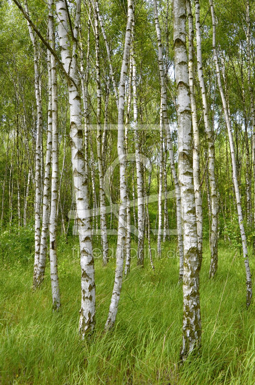 Sichtschutzfolie Birkenwald mit Hirschen Fensterfolie Fensterdeko  Milchglasfolie