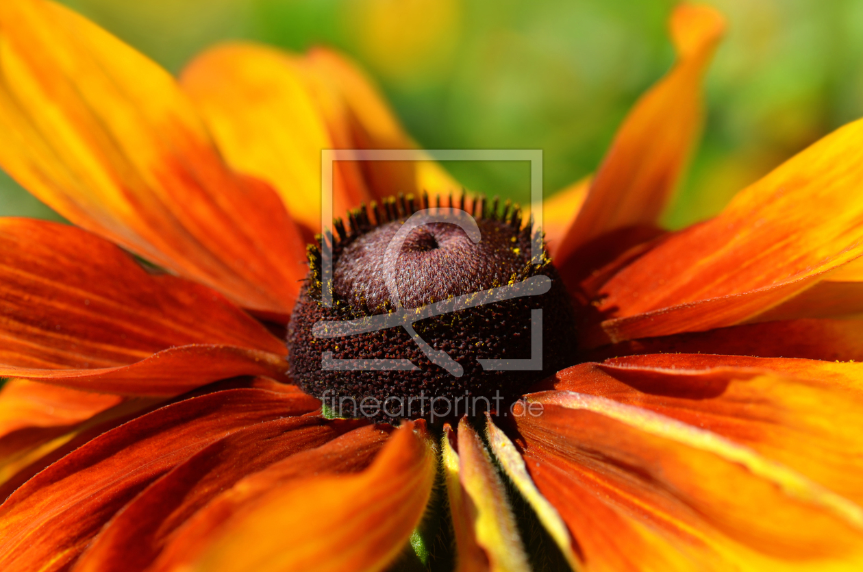 Mohnblumen als Leinwanddruck 10593413 | Fine Art