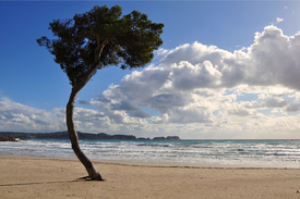 Pinie am Strand - 10001239 /leinwand/bigthumb/10001239.jpg
