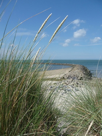 Wiegen im Wind - 10004307 /leinwand/bigthumb/10004307.jpg