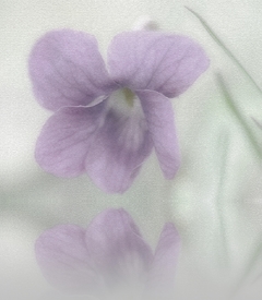 violett - 10034583 /leinwand/bigthumb/10034583.jpg