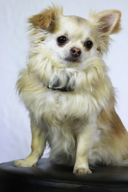 Chiwawa - 10049071 /leinwand/bigthumb/10049071.jpg