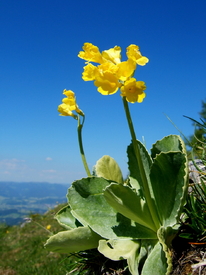 Hoch oben ganz allein - 10051429 /leinwand/bigthumb/10051429.jpg