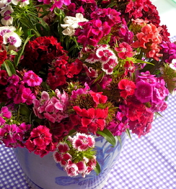 Farben des Bauerngartens - 10077835 /leinwand/bigthumb/10077835.jpg