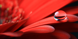 red - 10114104 /leinwand/bigthumb/10114104.jpg