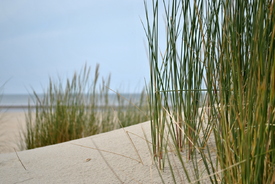 ~ Strandhafer ~ - 10115774 /leinwand/bigthumb/10115774.jpg