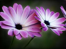 Violett Dream - 10137054 /leinwand/bigthumb/10137054.jpg