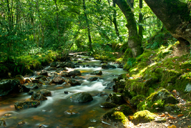 Elfenwald - Clara Valley - 10170497 /leinwand/bigthumb/10170497.jpg